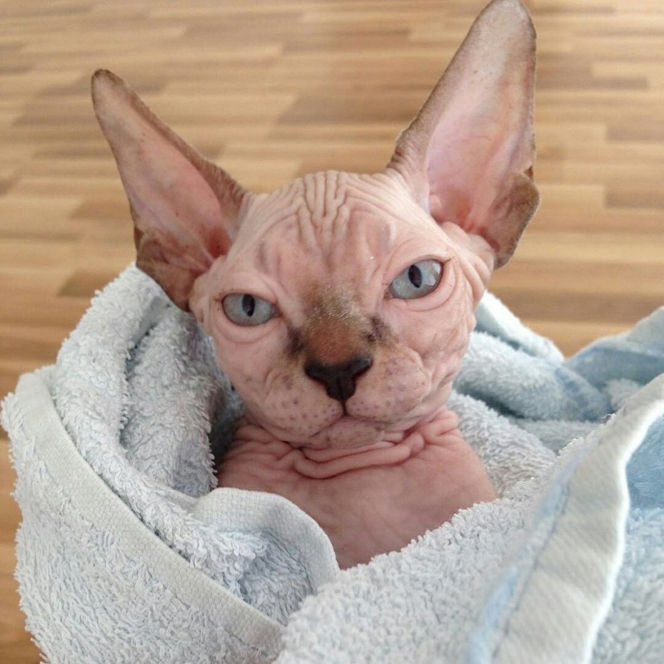 Донской сфинкс Корниш