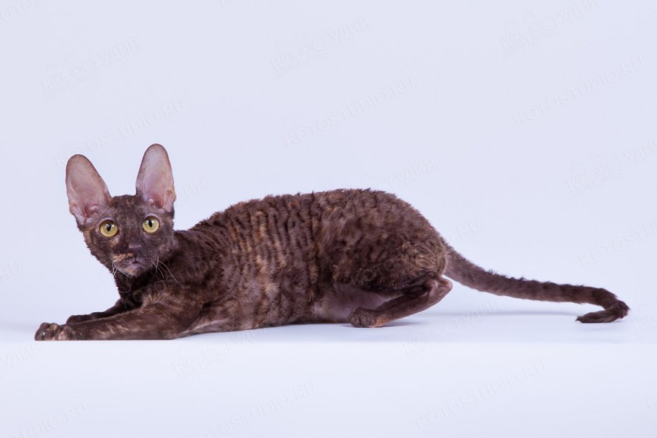 Корниш рекс кошка