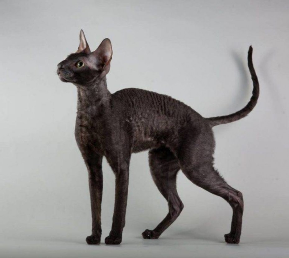 Коты породы Корниш рекс