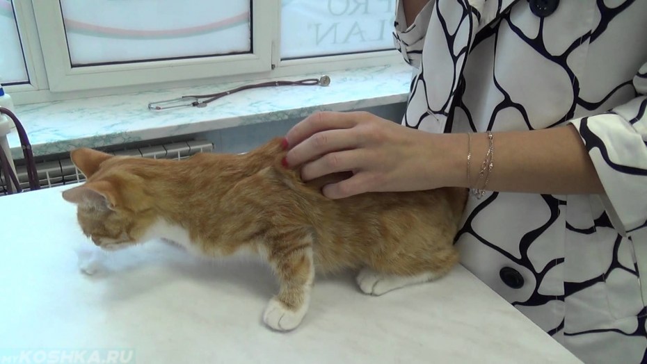 Удовлетворение кошки без кота