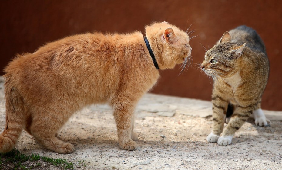 Коты ссорятся