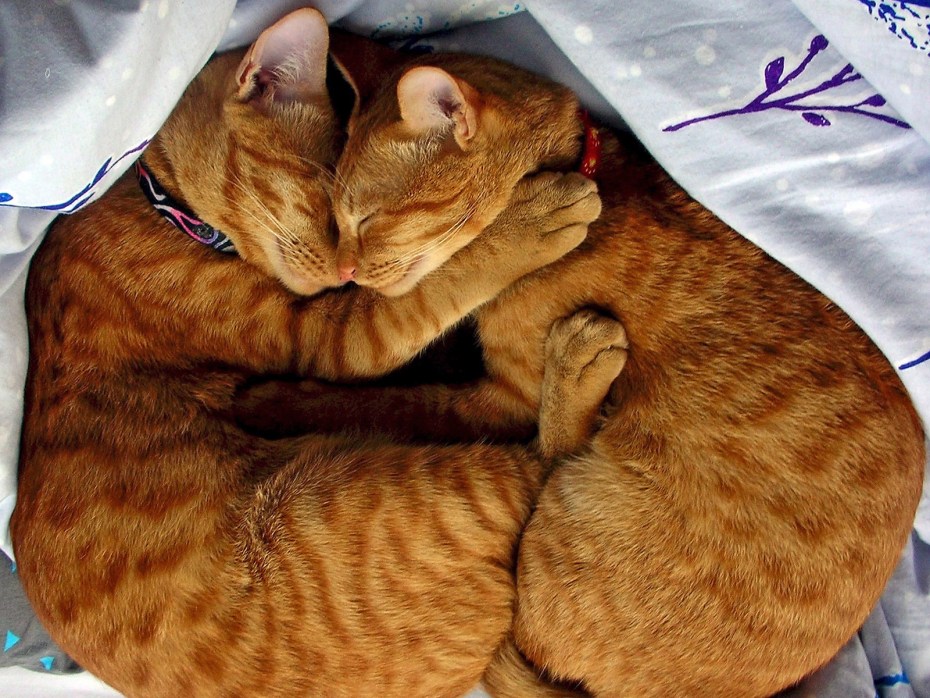 Кошки обнимаются