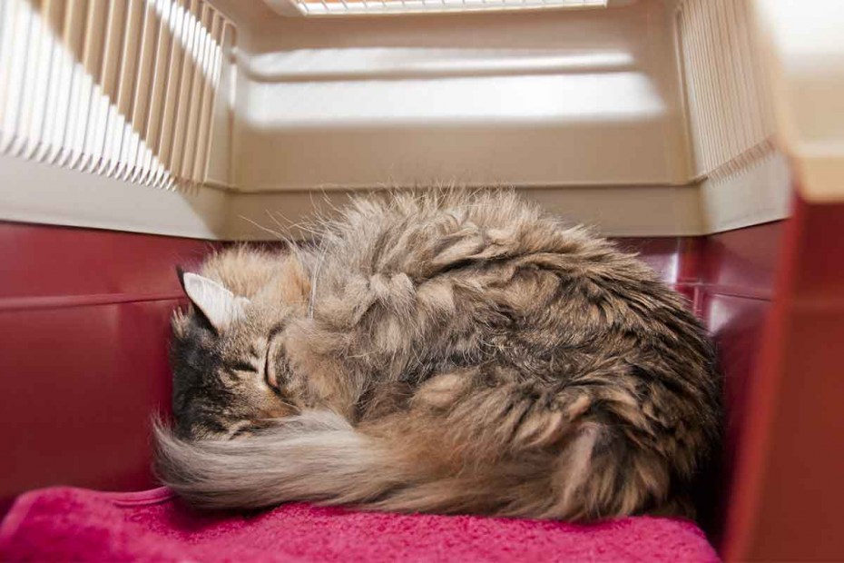 Успокаивающий кот