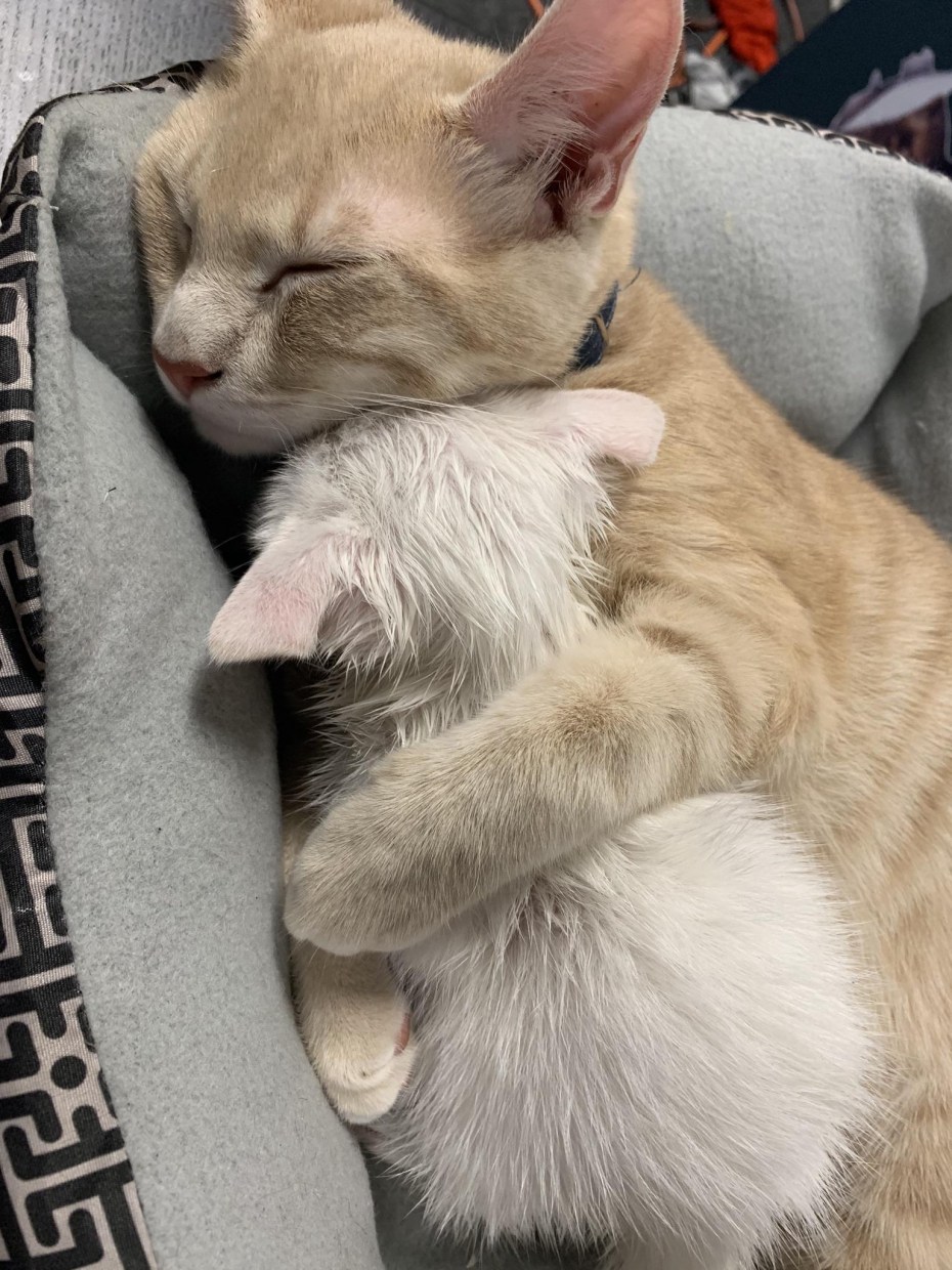 Пятничные коты