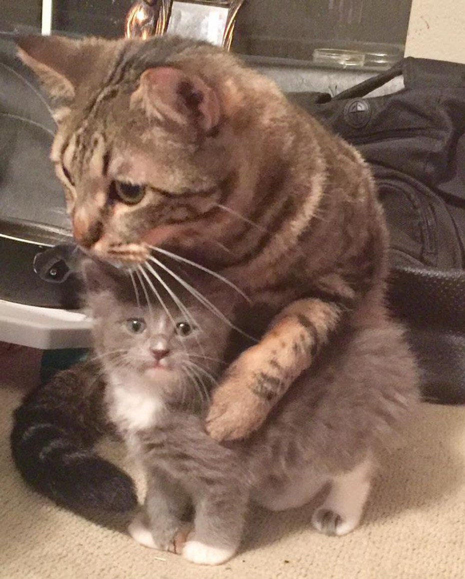 Котик утешает