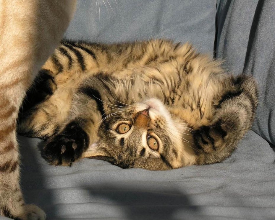 Кошка с собакой дерутся