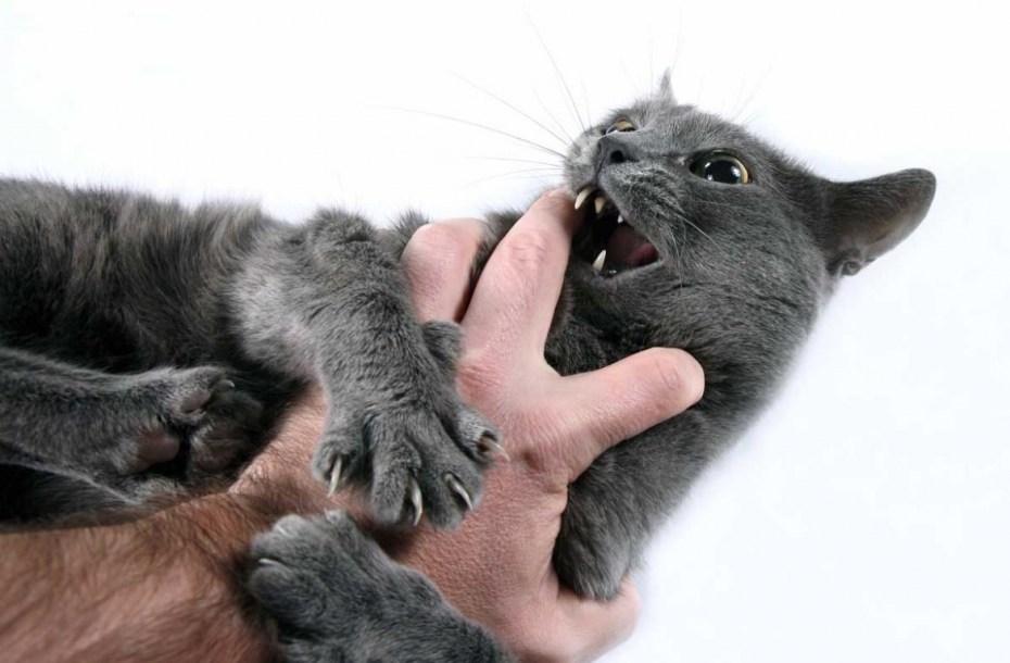 Котенок царапается