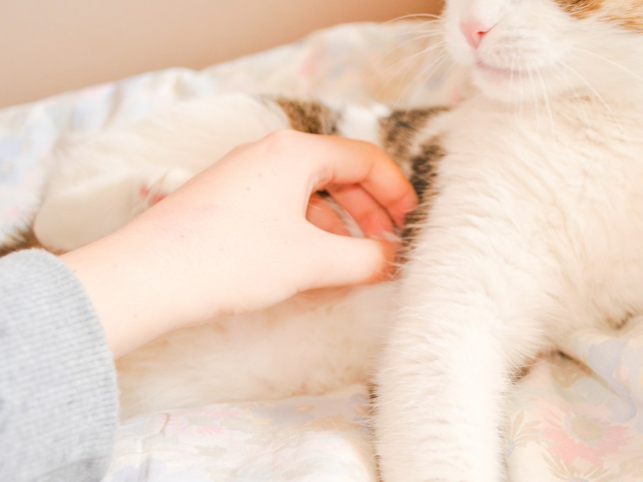 Кошки успокаивают