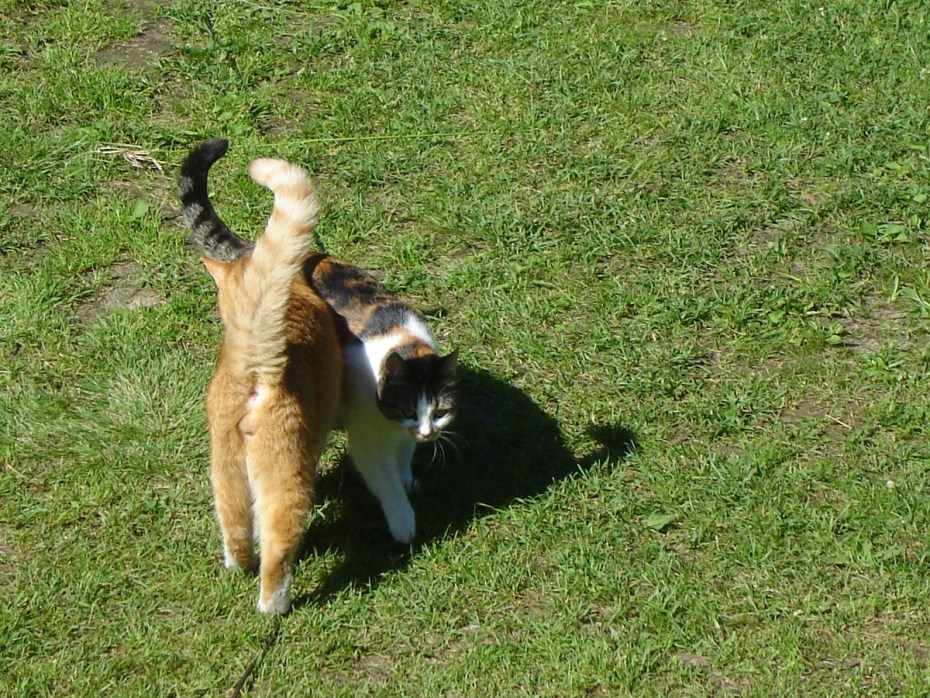 Кошка гуляет