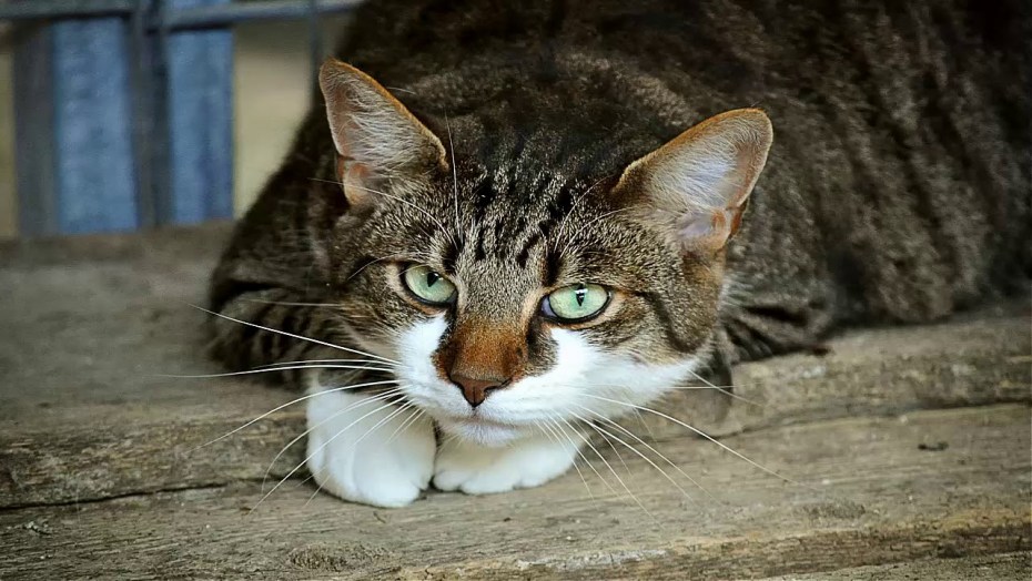 Коты спариваются