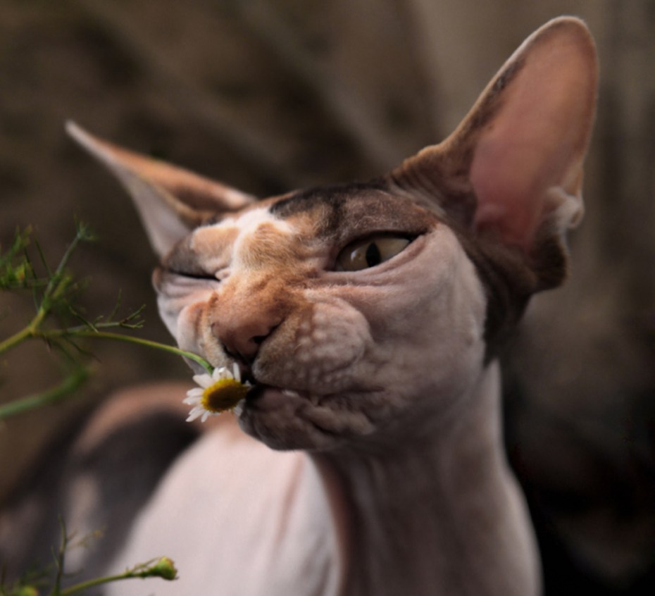 Котик потягивается