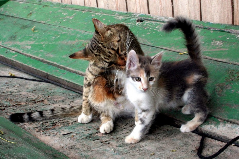 Бездомные кошки