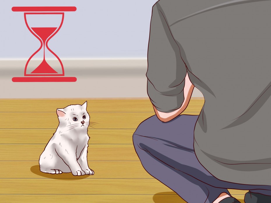 Wiki how Cats