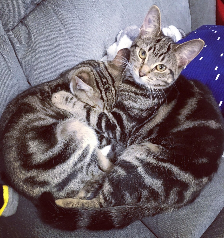 Кот успокаивает