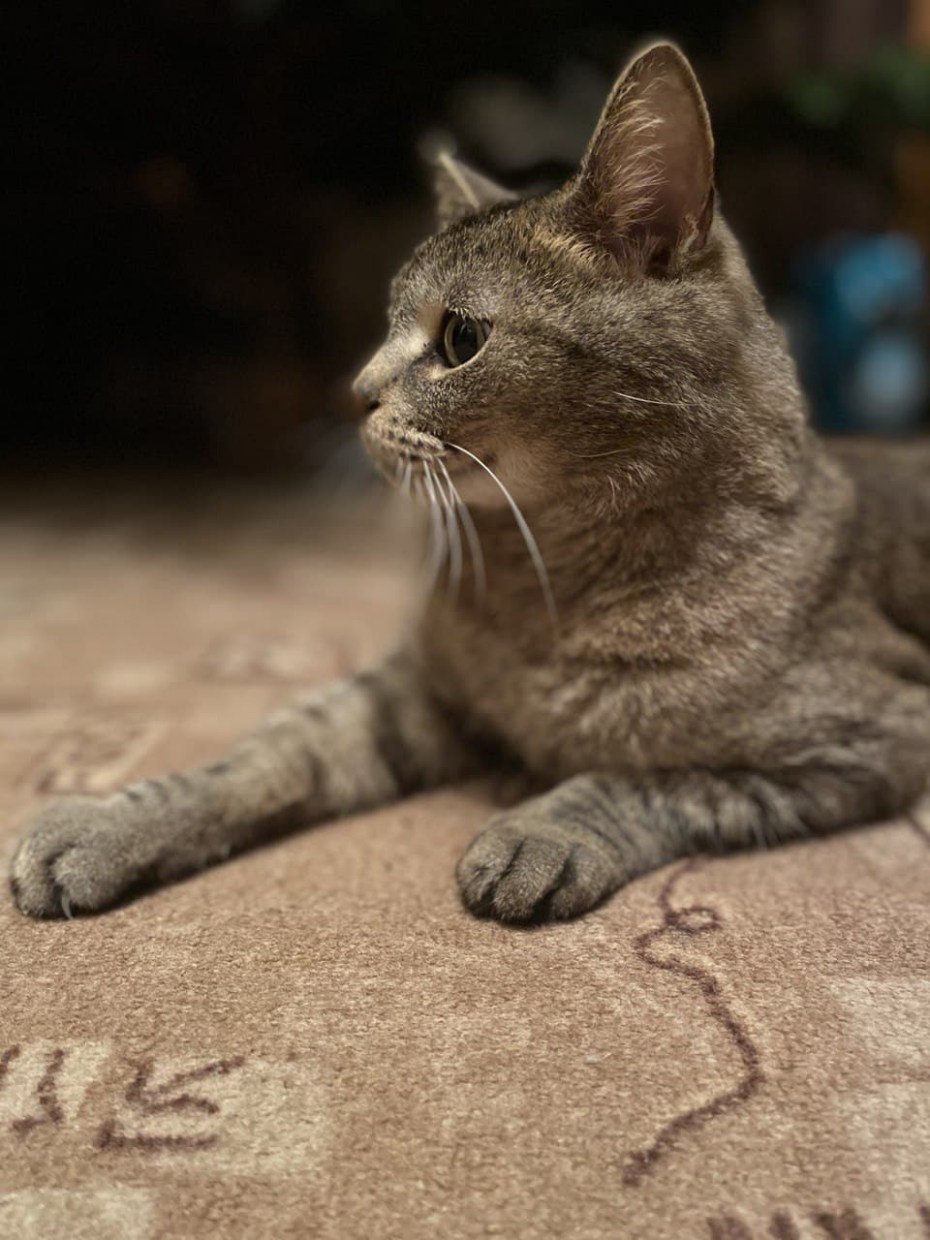 Кошка выкармливает котят