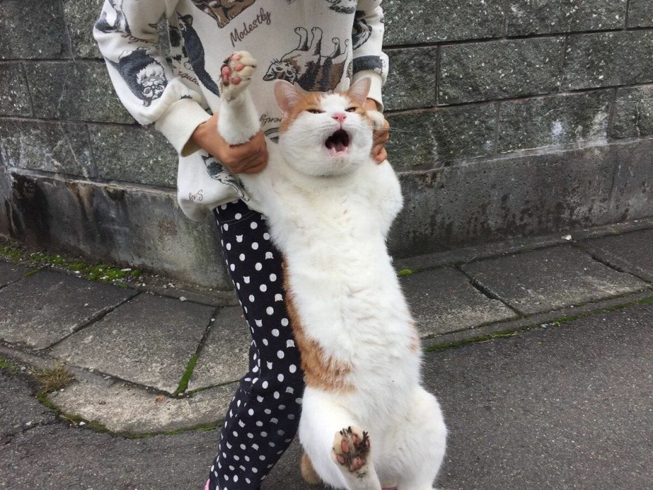 Кот под мятой