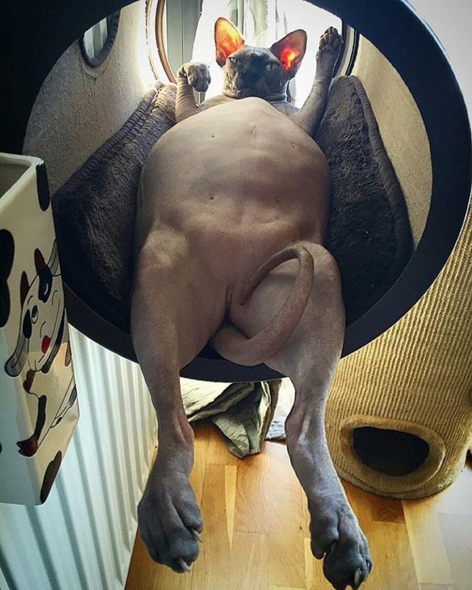 Жирный кот сфинкс