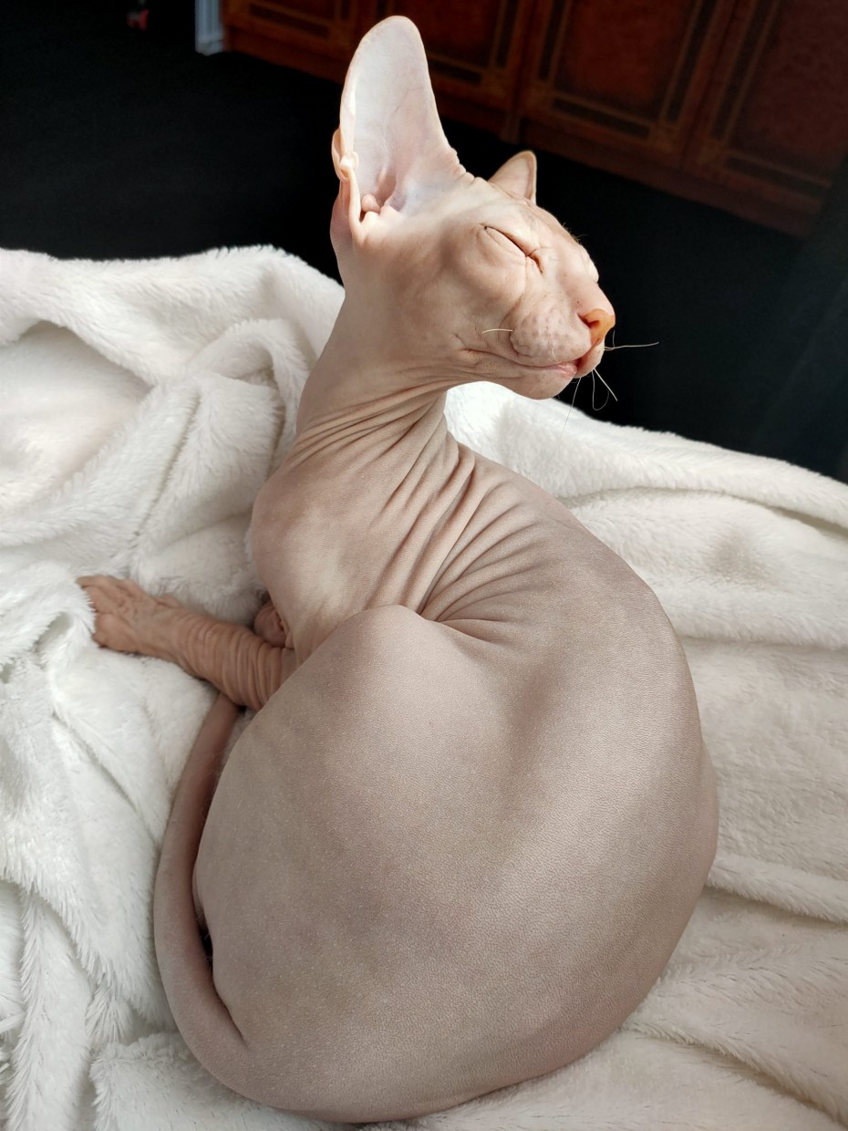 Живые лысые коты