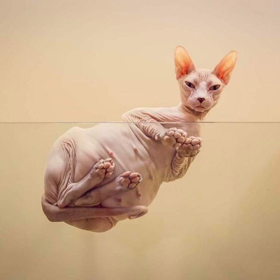 Сфинкс кошка