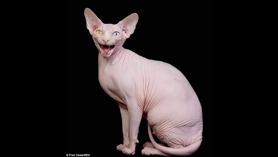 Накрашенная кошка сфинкс