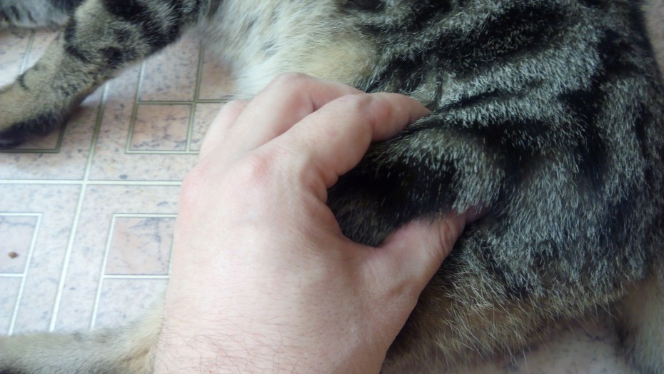 Инъекция коту внутримышечно