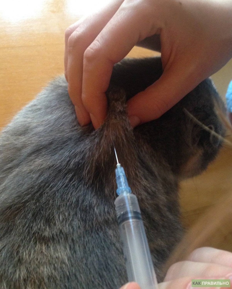 Кошка и техника
