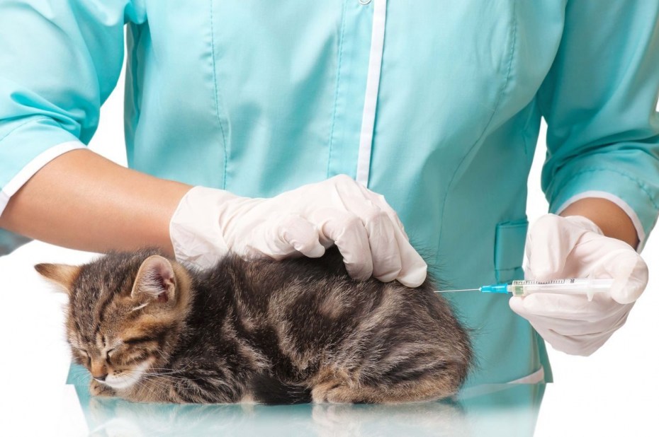 Вакцинация котят