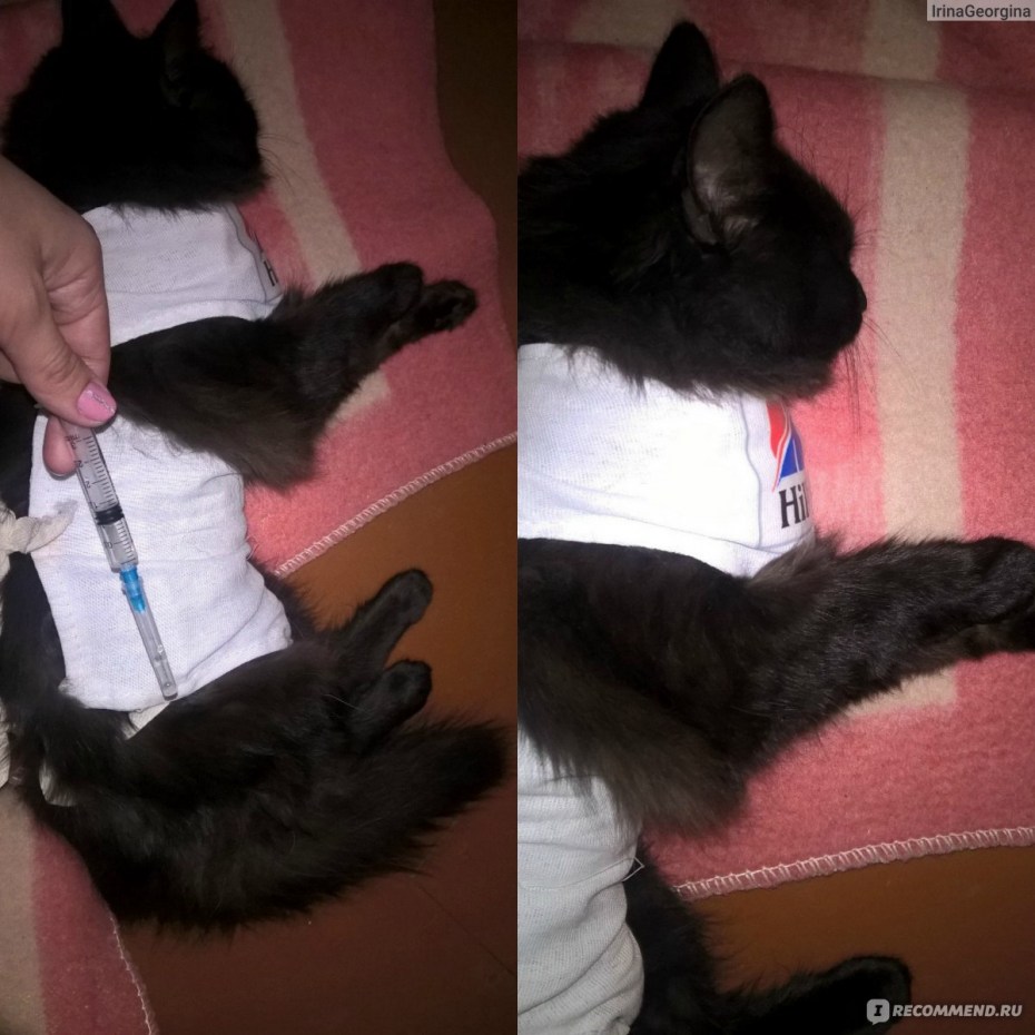 Укол коту