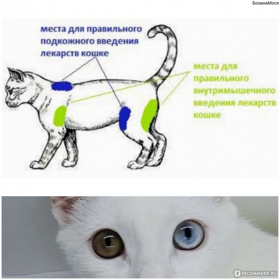Котик со шприцом