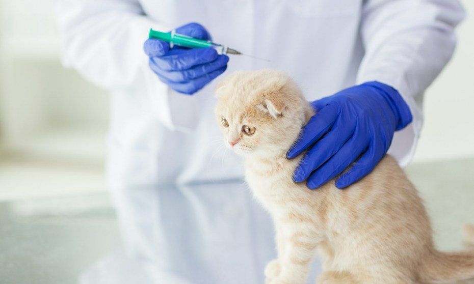 Вакцинация кошек