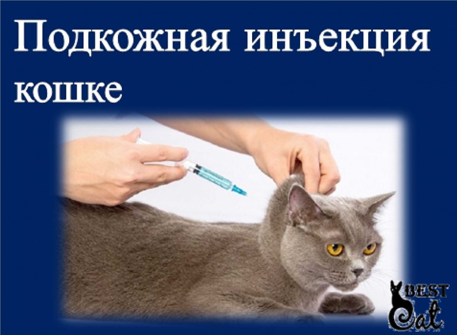 Укол коту внутримышечно