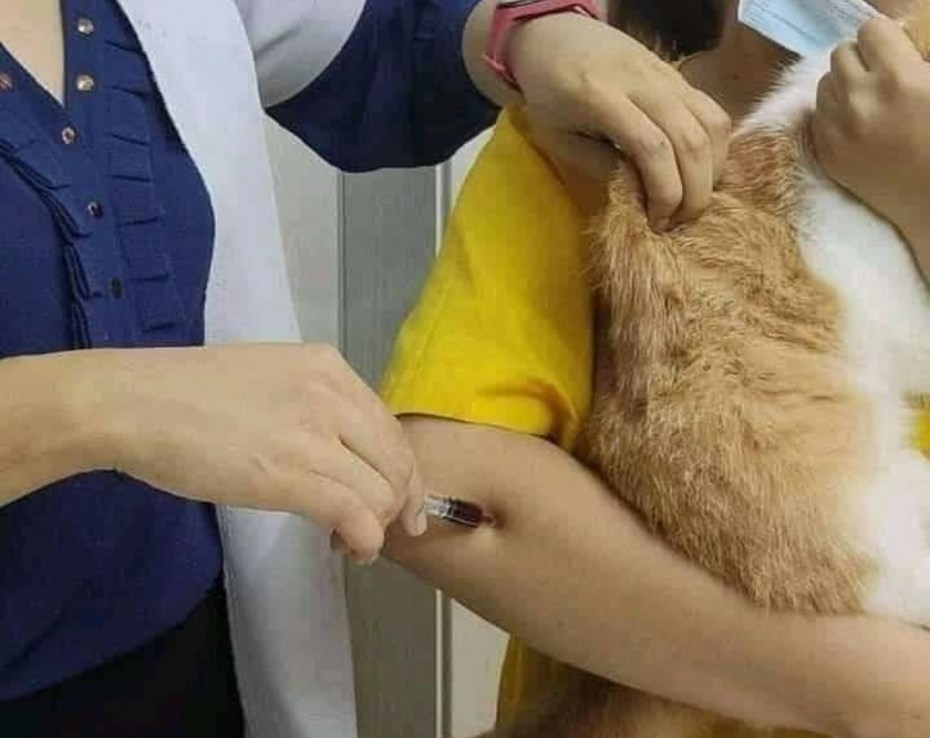 Укол в холку подкожно коту