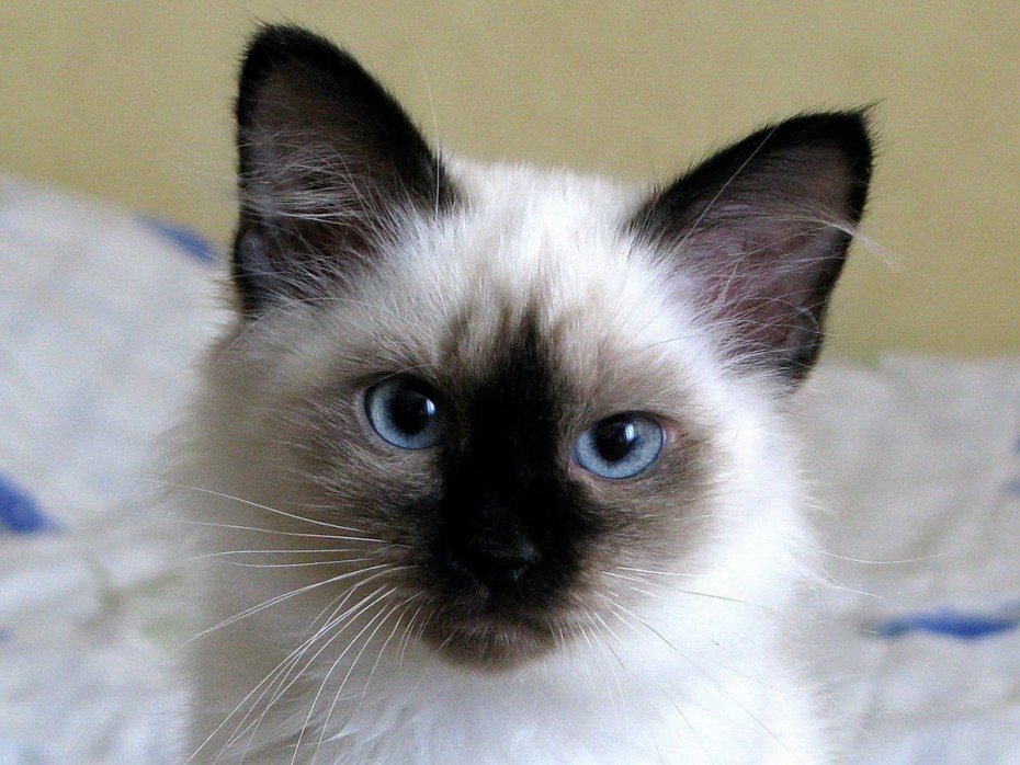 Балинезийская кошка Балинезийская