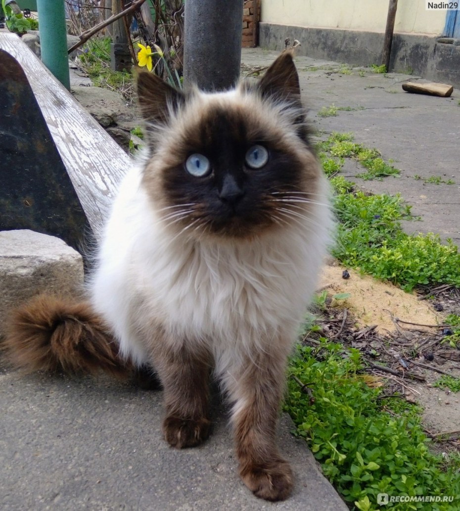 Балинезийский кот черно коричневый