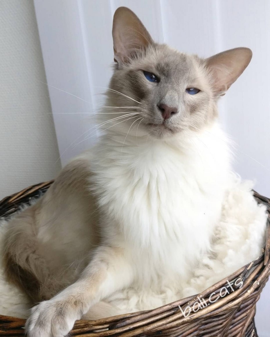 Балинез Балинезийская кошка