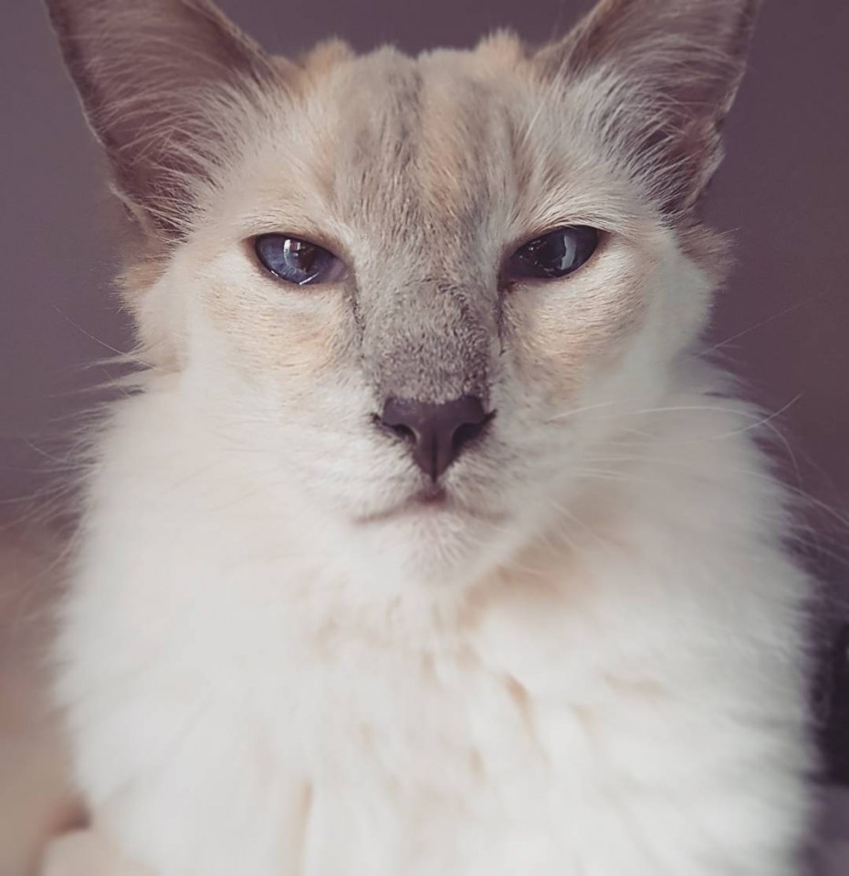 Балинез (балийская кошка)