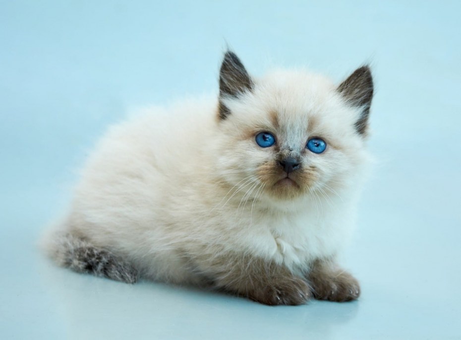 Балинезийская кошка котенок