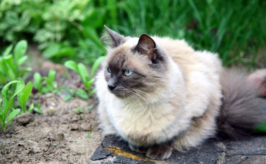Балинезийская кошка полосатая