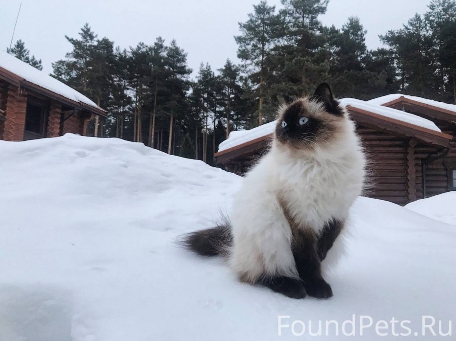 Балинез кошка маскарадная