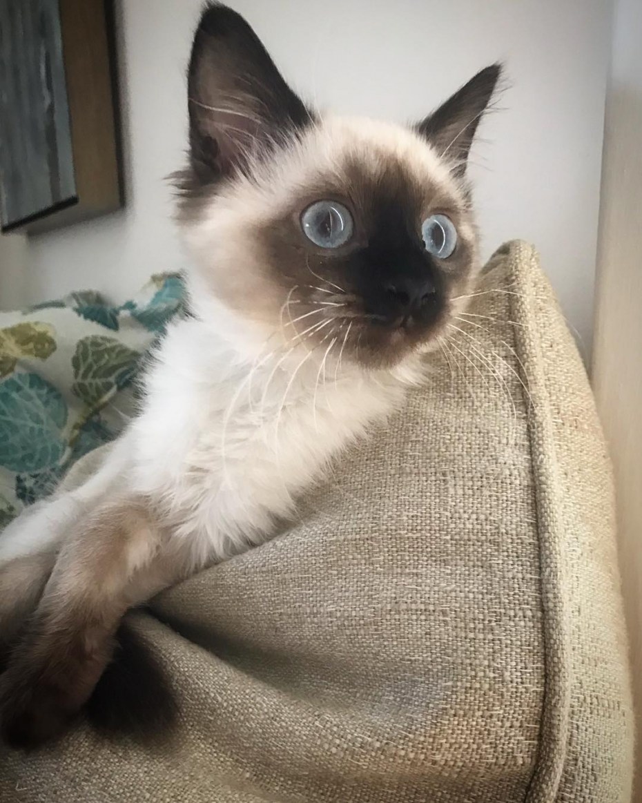Сиамский балинезийский кот