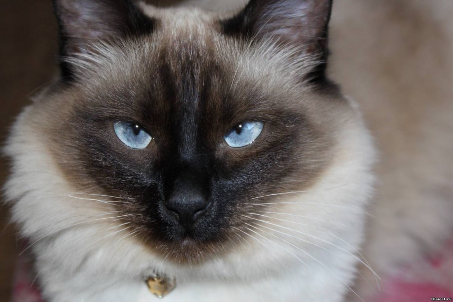 Балинезийская кошка коричневая