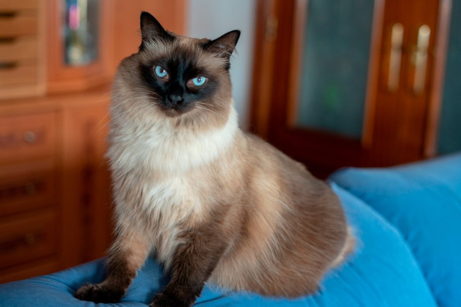 Сиамская Балинезийская кошка