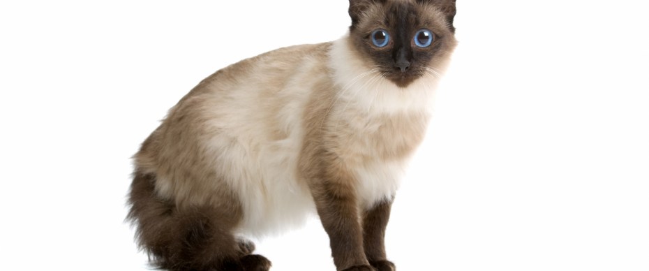 Балинезийская кошка фото