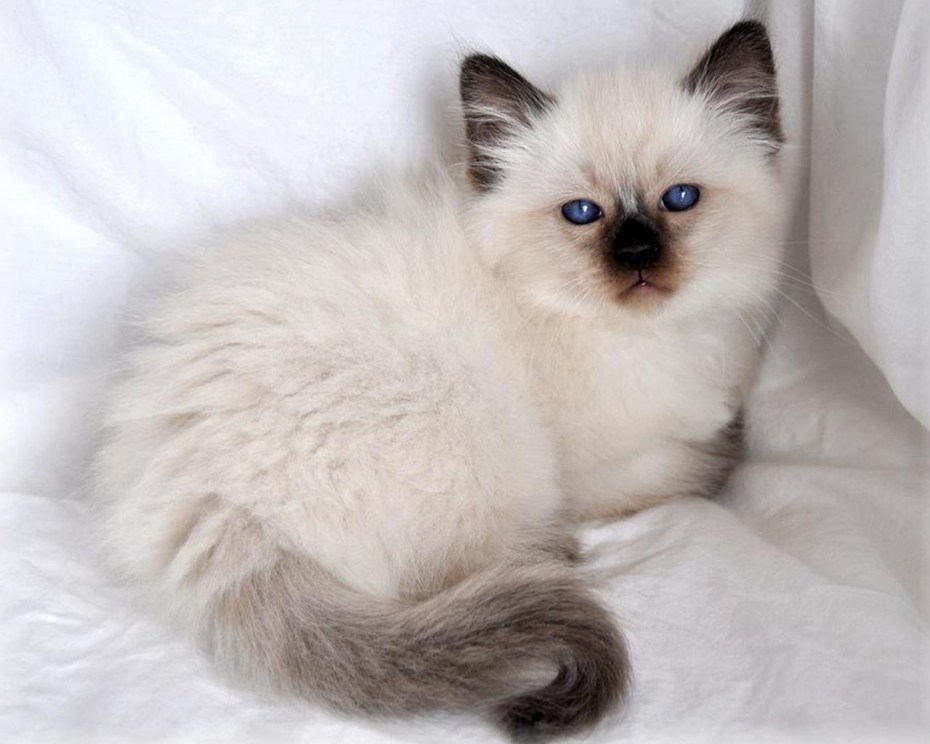 Сиамский балинезийский кот