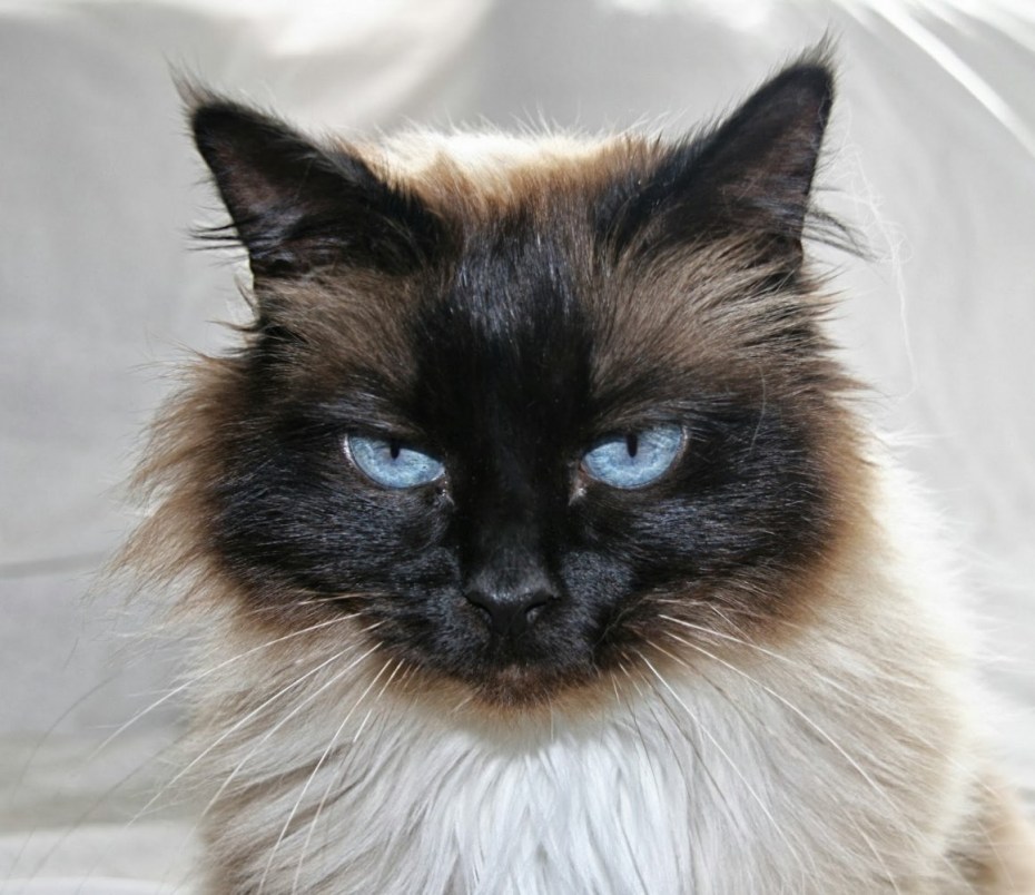 Балинезийская кошка