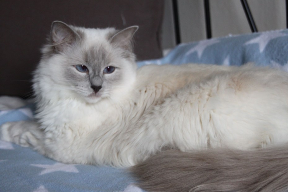 Балинезийский кот длинношерстный