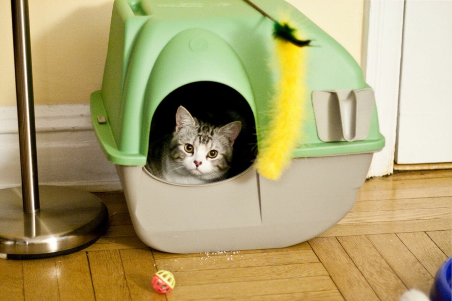 Кошка лоток квартира