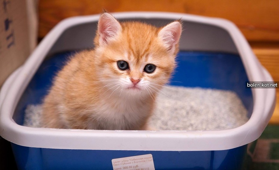 Лоток для котят