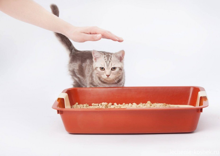 Наполнитель для кошек