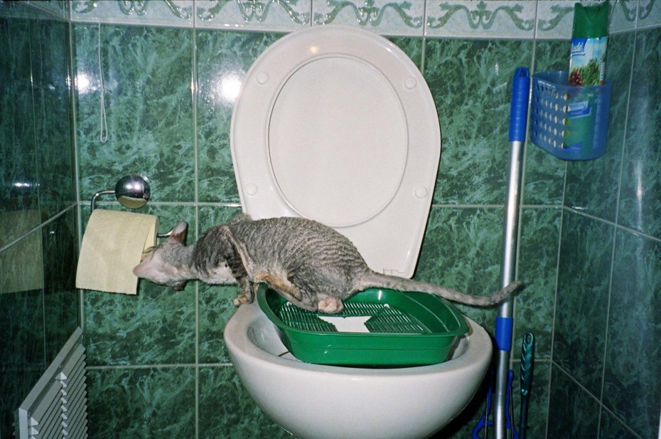 Приучение кошки к унитазу
